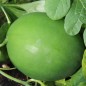Preview: Wassermelone Golden Midget (Samen)