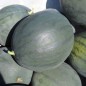 Preview: Wassermelone Janosik (Samen)