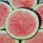 Preview: Neu! Wassermelone Kleckly Sweet (Samen)