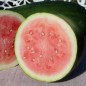 Preview: Neu! Wassermelone Kleckly Sweet (Samen)