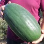 Preview: Neu! Wassermelone Kleckly Sweet (Samen)