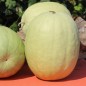 Preview: Wassermelone Missouri Heirloom (Samen)