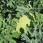 Preview: Wassermelone Missouri Heirloom (Samen)