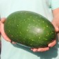 Preview: Wassermelone Moon and Stars Yellow Fleshed (Samen)