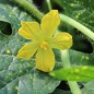 Preview: Wassermelone Moon and Stars Yellow Fleshed (Samen)
