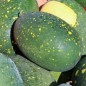 Preview: Wassermelone Moon and Stars Yellow Fleshed (Samen)