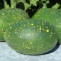 Preview: Wassermelone Moon and Stars Yellow Fleshed (Samen)