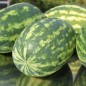 Preview: Wassermelone Mountain Sweet Yellow (Samen)