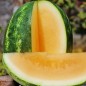 Preview: Wassermelone Orangeglo (Samen)