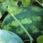Preview: Wassermelone Orangeglo (Samen)