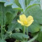Preview: Wassermelone Petit Yellow (Samen)