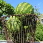 Preview: Wassermelone Sweet Dakota Rose (Samen)