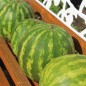 Preview: Wassermelone Sweet Dakota Rose (Samen)