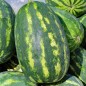 Preview: Wassermelone Tendersweet Orange (Samen)