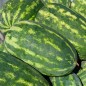 Preview: Wassermelone Tendersweet Orange (Samen)