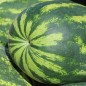 Preview: Wassermelone Tendersweet Orange (Samen)