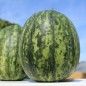 Preview: Wassermelone Wilson's Sweet (Samen)