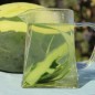 Preview: Neu! Wassermelone Kleckly Sweet (Samen)