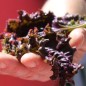 Preview: Wegerich Purple Perversion (Samen)