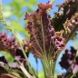 Preview: Wegerich Purple Perversion (Samen)