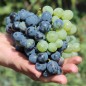 Preview: Wein Tressot Panaché (Pflanze)