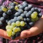 Preview: Wein Tressot Panaché (Pflanze)