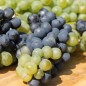 Preview: Wein Tressot Panaché (Pflanze)