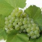 Preview: Wein Vroege van der Laan (Pflanze)