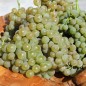 Preview: Wein Vroege van der Laan (Pflanze)