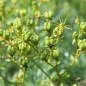 Preview: Weinraute (Amarettokraut) (Samen)