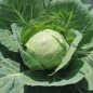 Preview: Weißkohl Dithmarscher Früher (Samen)