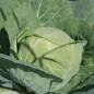 Preview: Weißkohl Dithmarscher Früher (Samen)