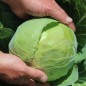 Preview: Weißkohl Dithmarscher Früher (Samen)