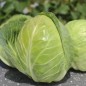 Preview: Weißkohl Dithmarscher Früher (Samen)