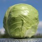 Preview: Weißkohl Dithmarscher Früher (Samen)