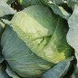 Preview: Weißkohl Flat Dutch (Samen)