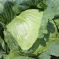 Preview: Weißkohl Flat Dutch (Samen)