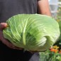 Preview: Weißkohl Flat Dutch (Samen)