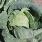 Preview: Weißkohl Copenhagen (Samen)