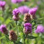 Preview: Wiesen-Flockenblume (Samen)