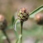 Preview: Wiesen-Flockenblume (Samen)
