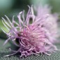 Preview: Wiesen-Flockenblume (Samen)