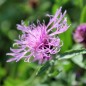 Preview: Wiesen-Flockenblume (Samen)