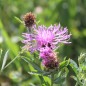 Preview: Wiesen-Flockenblume (Samen)