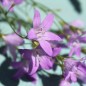 Preview: Wiesen-Glockenblume (Samen)