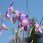 Preview: Wiesen-Glockenblume (Samen)