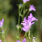 Preview: Wiesen-Glockenblume (Samen)