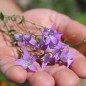 Preview: Wiesen-Glockenblume (Samen)