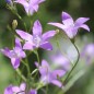 Preview: Wiesen-Glockenblume (Samen)