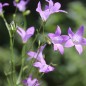 Preview: Wiesen-Glockenblume (Samen)